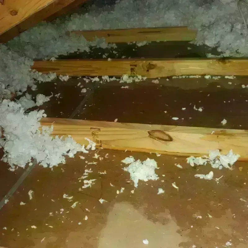 Attic Water Damage in Coaling, AL