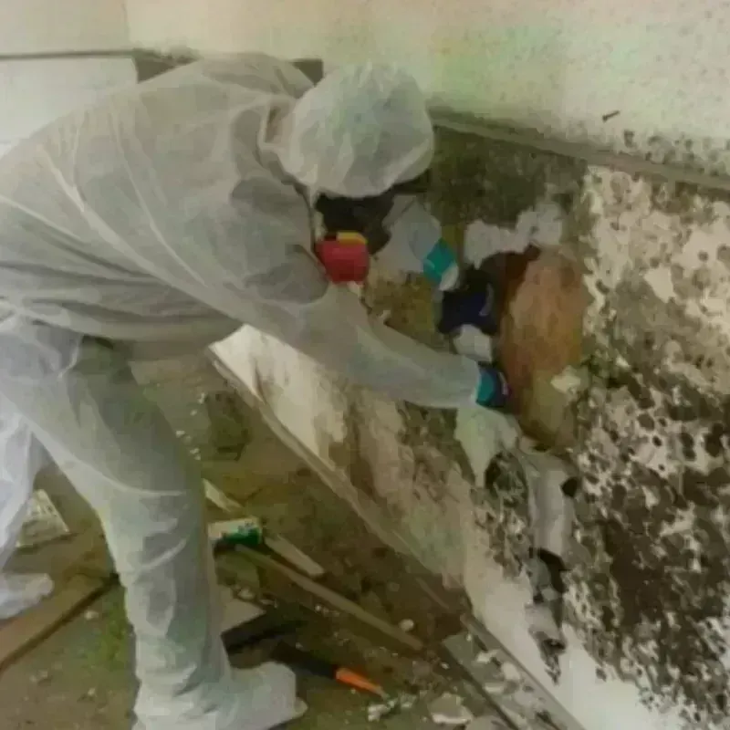 Mold Remediation and Removal in Coaling, AL